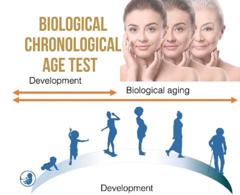 Biological Chronological Age Test